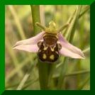 Op. abeille à longs pétales