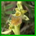 ophrys araignée, hypochrome