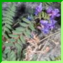 Oxytropis des montagnes