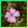 Petrorhagia