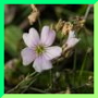 P. saxifrage