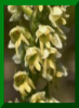Pseudorchis albida subsp. tricuspis