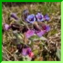 Pulmonaria mollis