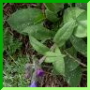 Pulmonaria du Jura