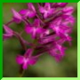 Anacamptis de Tannay