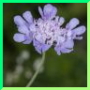 Scabiosa columbaria