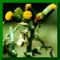 Senecio vulgaris