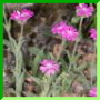 fleur de Jupiter