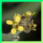 Sisymbrium