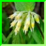 Symphytum bulbosum