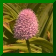 traunsteinera globosa