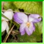 Viola hirta x alba