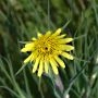 _aaf1449.webp