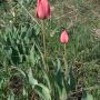 tulipa_ddc_4844.jpeg