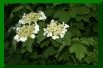 Viburnum opulus