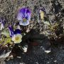 dsc_7471.jpeg